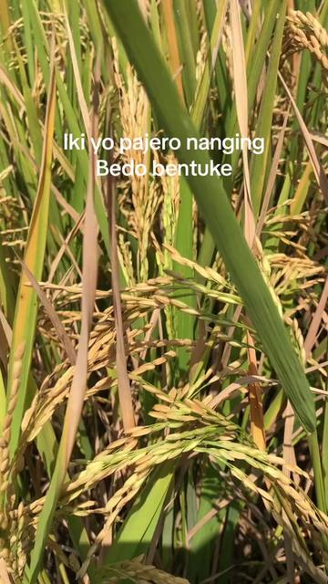 @Mas lut