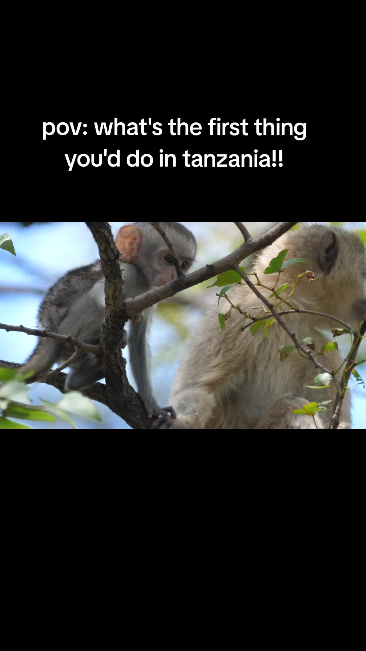 @Native kilimanjaro