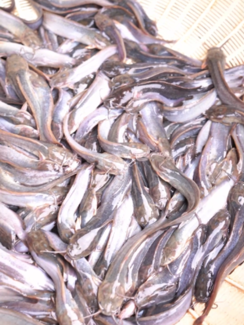 @Trại Cá Giống Quang Lâm