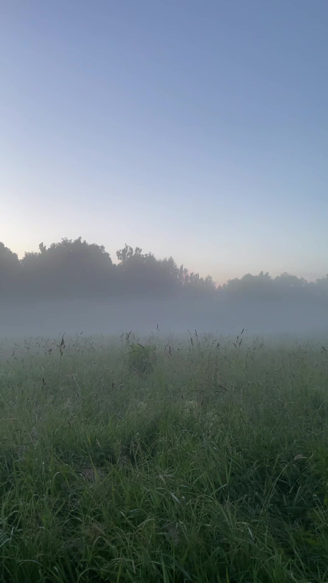 @Шут Гороховый