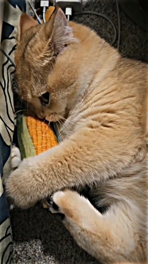 @𝐚𝐥𝐢