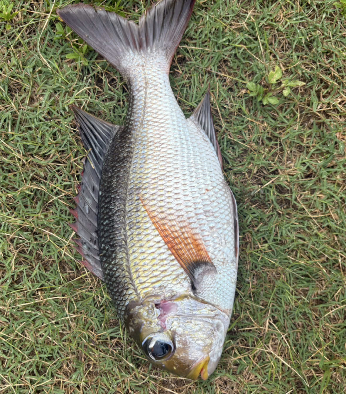 @fishmason
