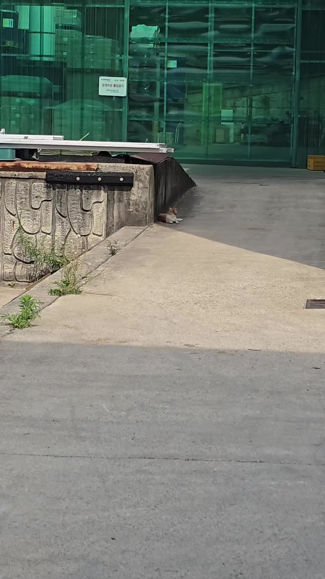 @고양이 형아