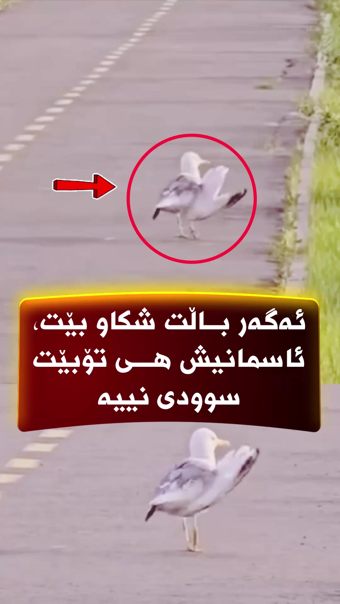 @🎤📺 𓆩جیگر هەركی𓆪 Journalist