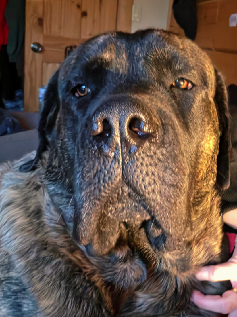 @Maple Mastiffs