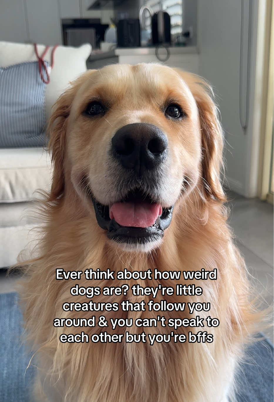 @lunas_golden_life