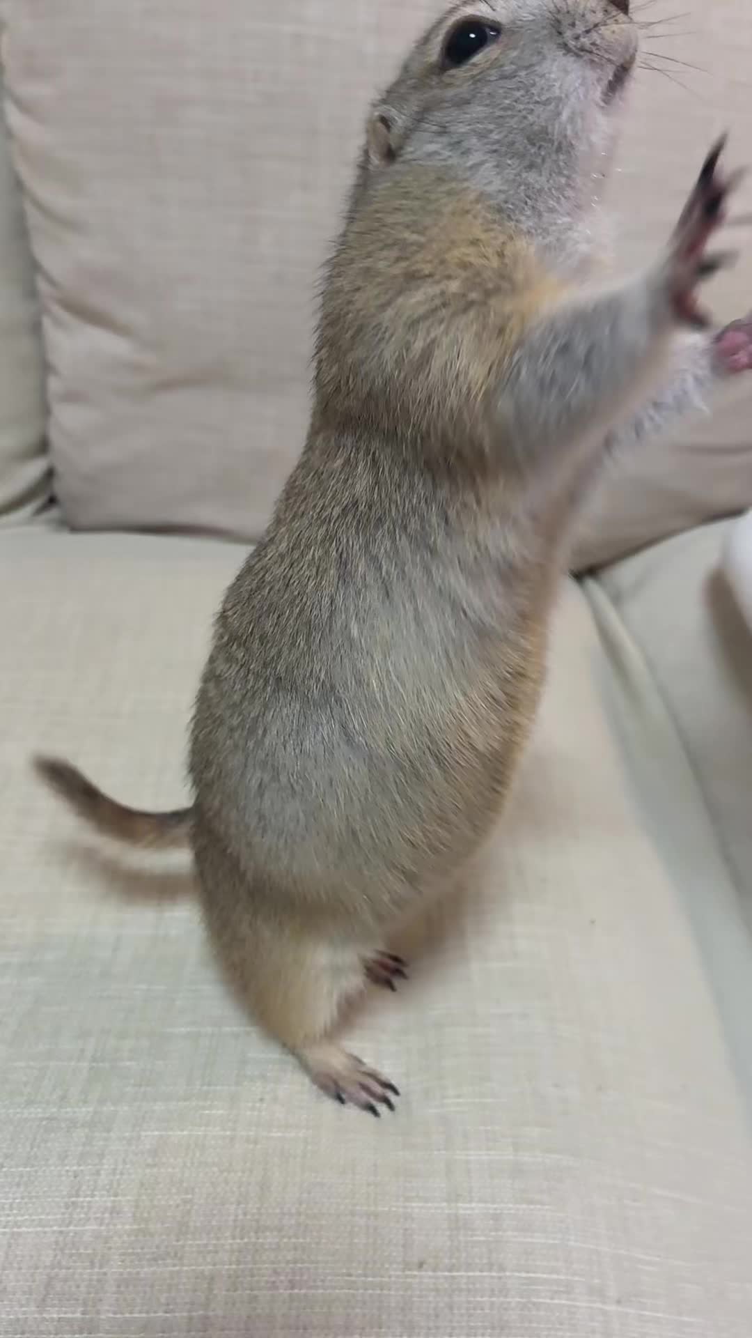 @bisukun