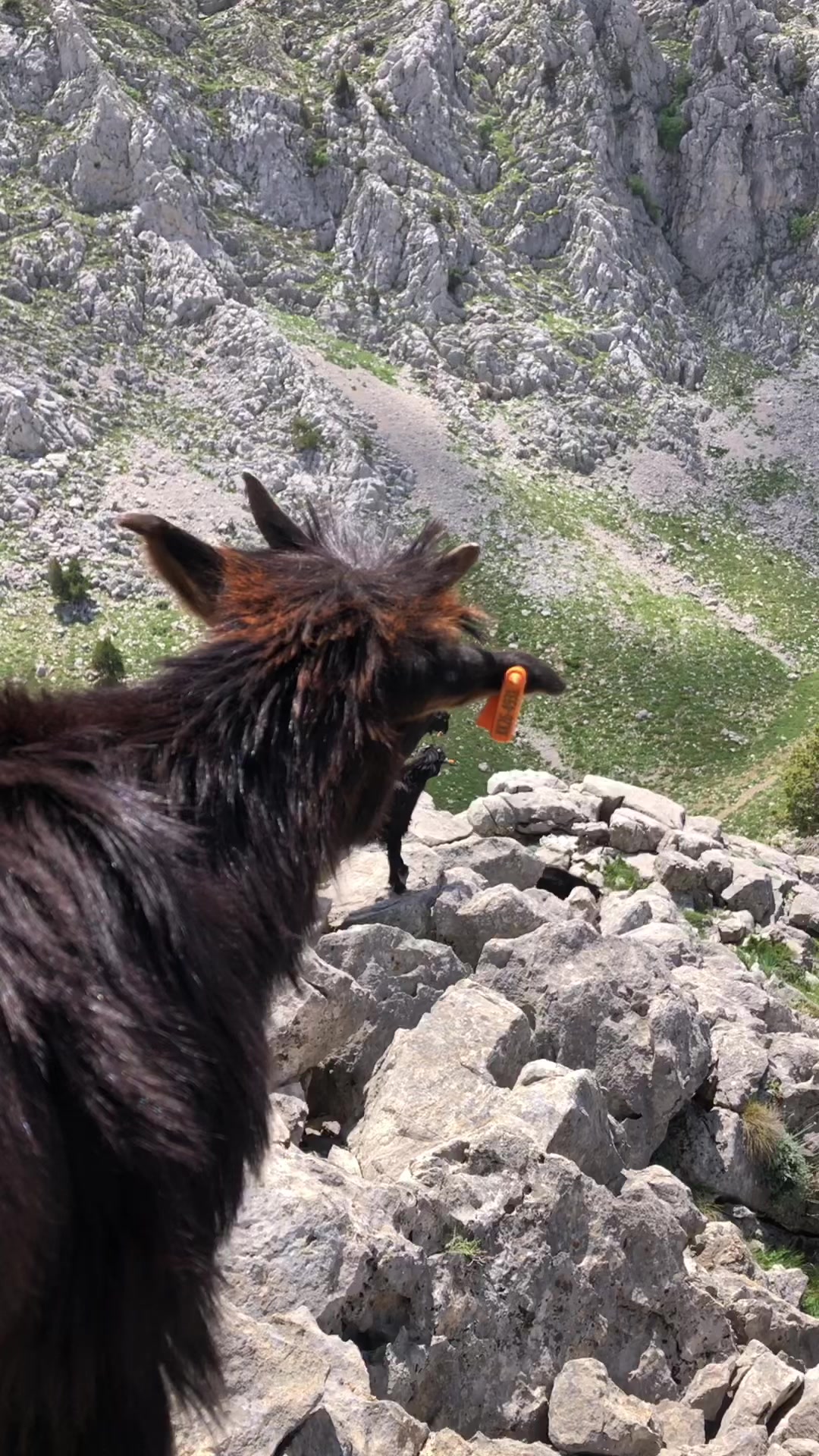 @ALİ AKKAŞ