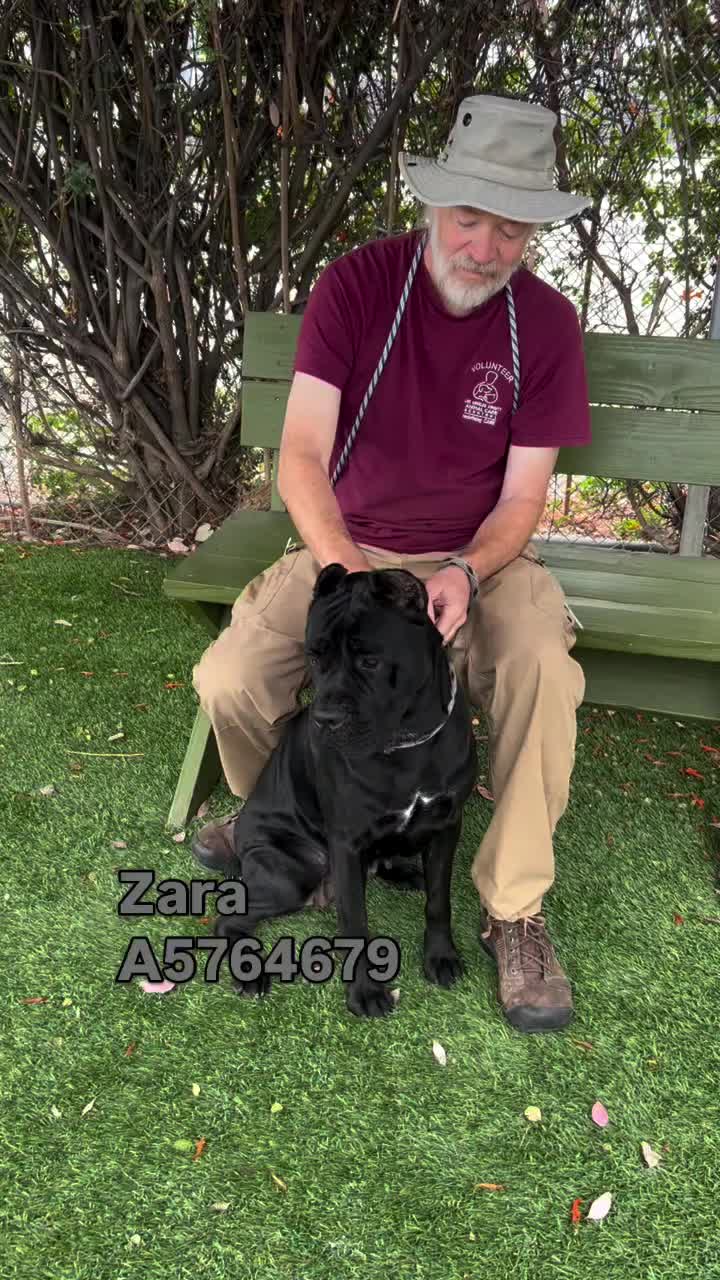 @Saving Mastiffs