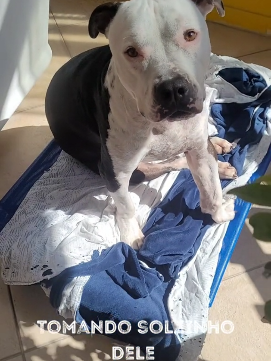 @Pittbull Brucegriebeler