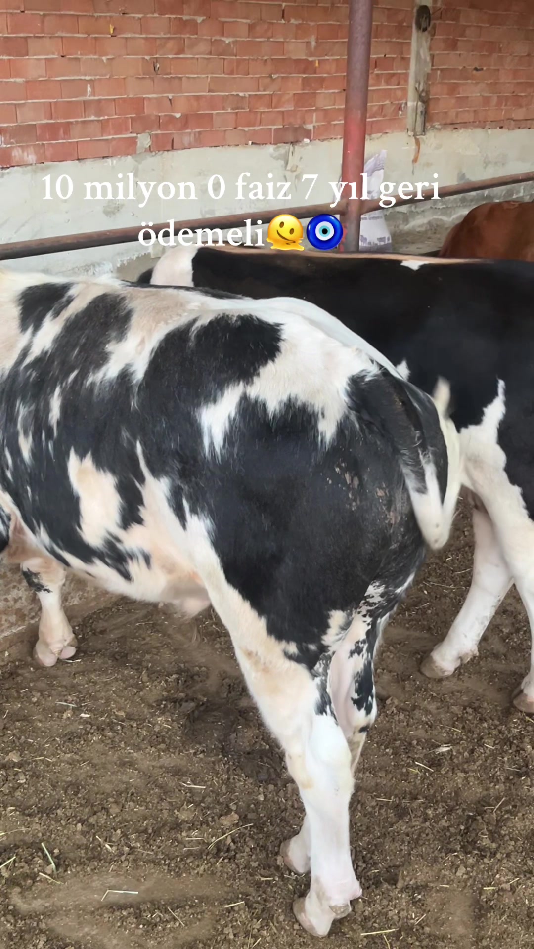 @Ferhat K&ouml;seoğlu ✅