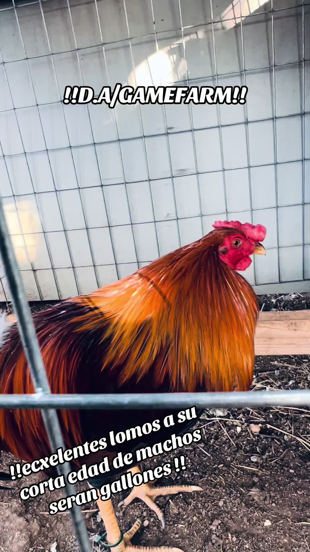 @DAgamefarm