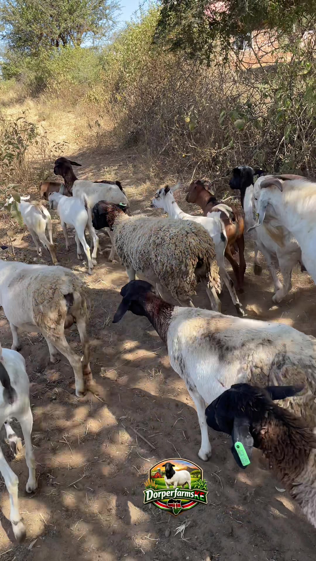 @DorperfarmsKE🇰🇪