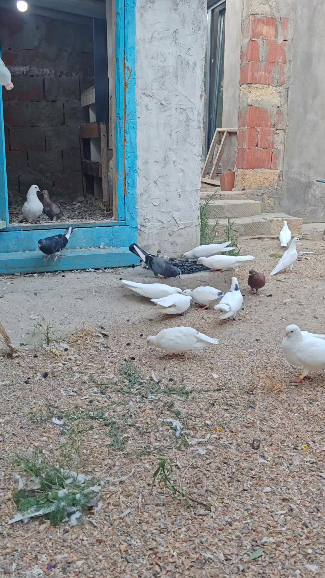 @EN🕊️ Shukuroff