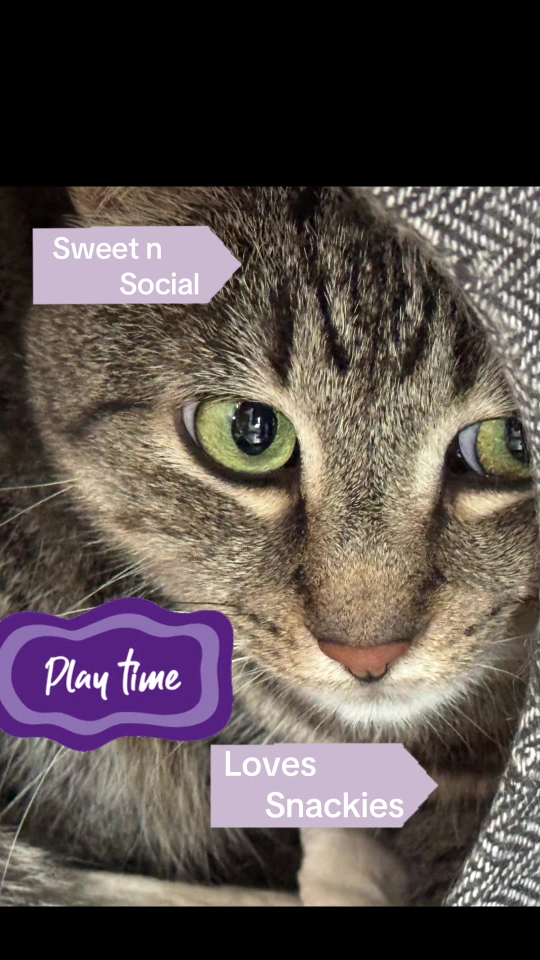 @North Toronto Cat Rescue