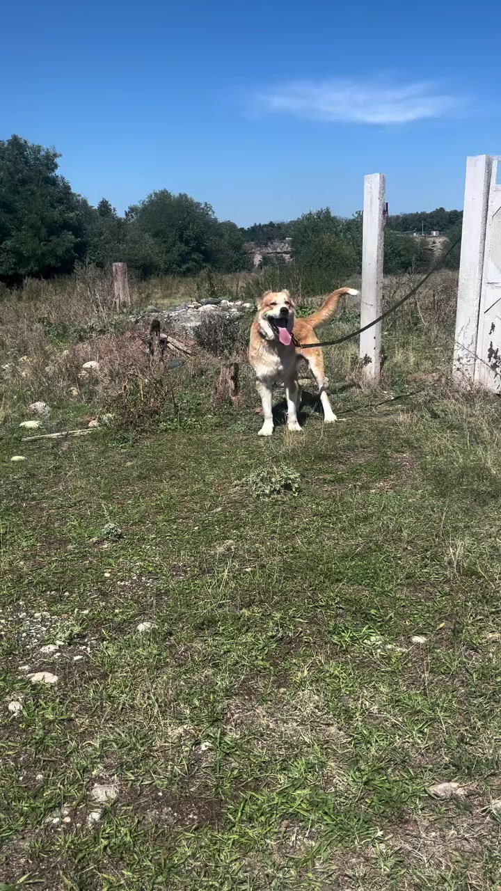 @şəmkir👊