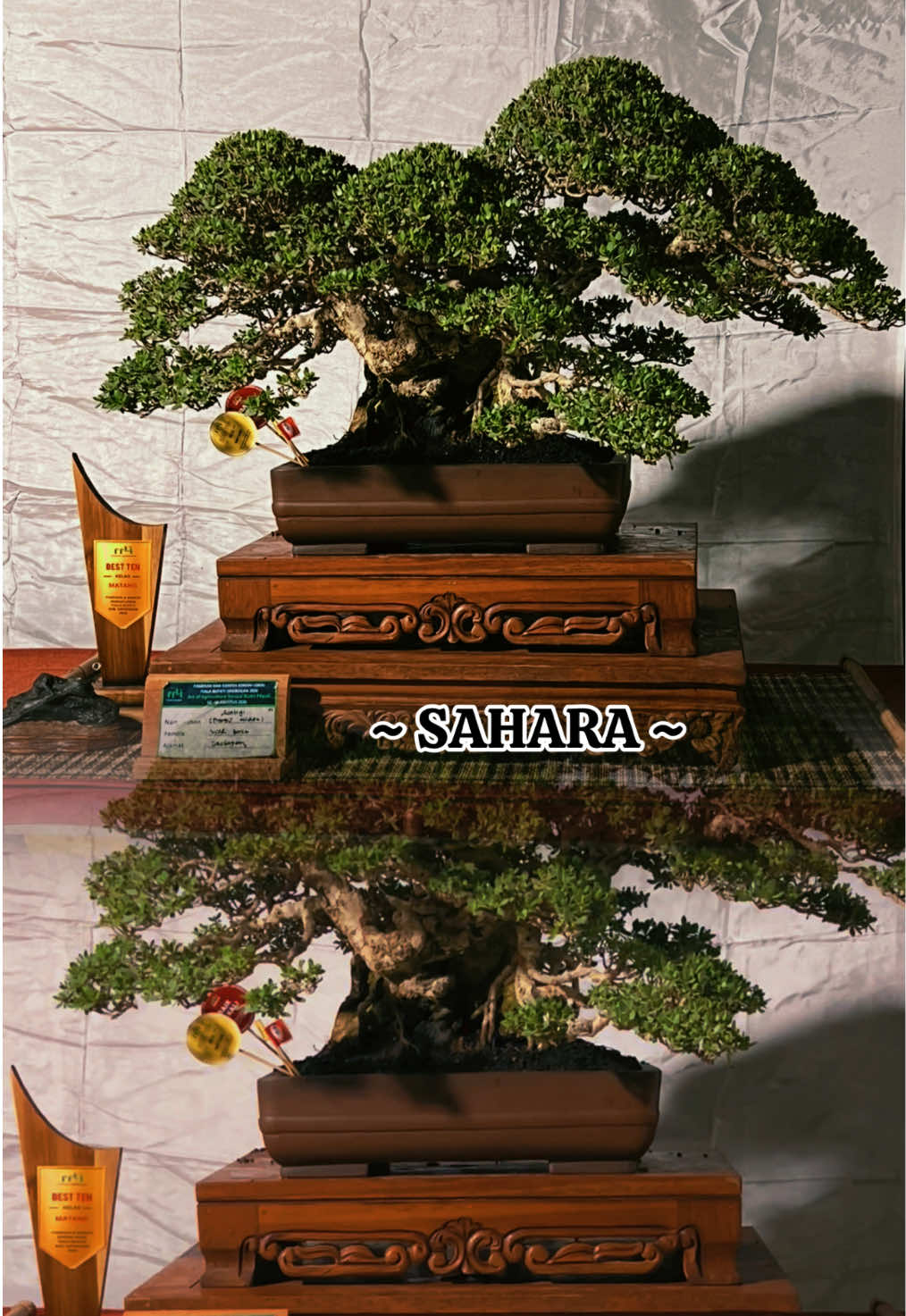 @warbonsai_purwodadi