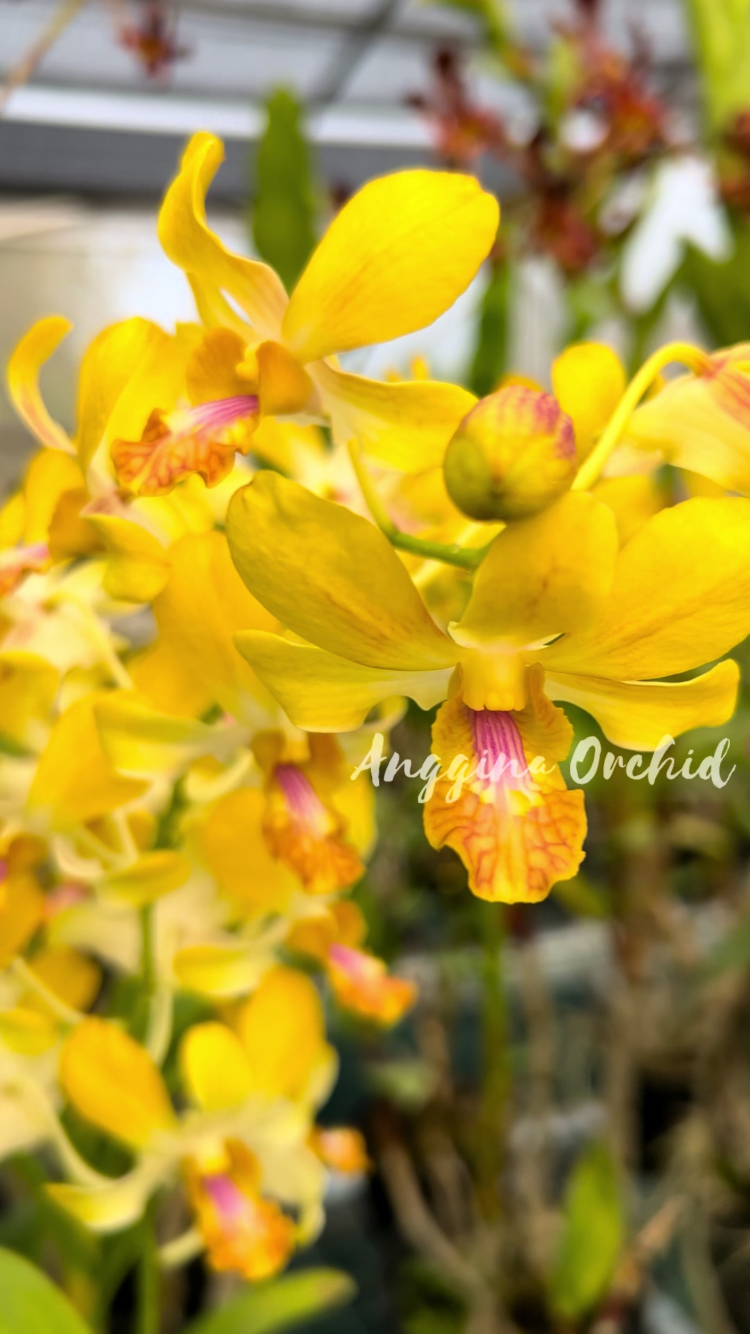 @Anggina Orchid