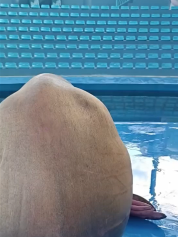 @Mundo dos Animais