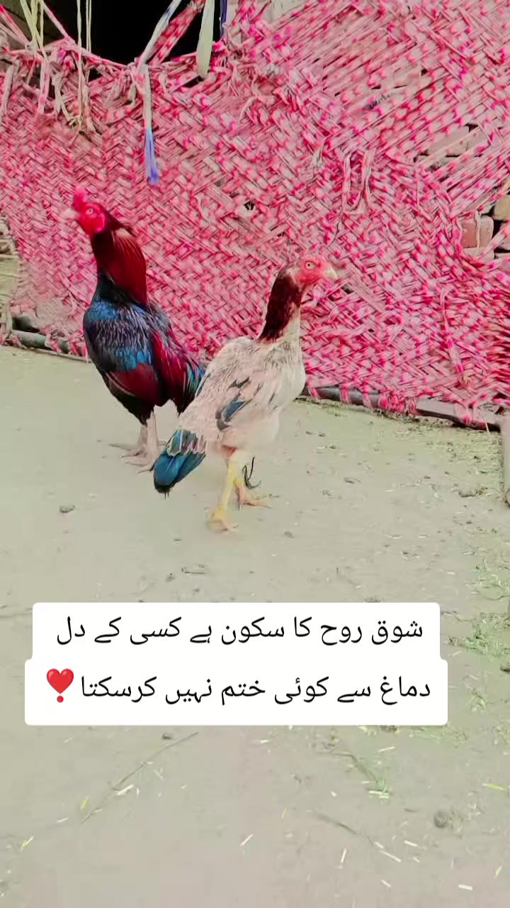 @kashifaseel2