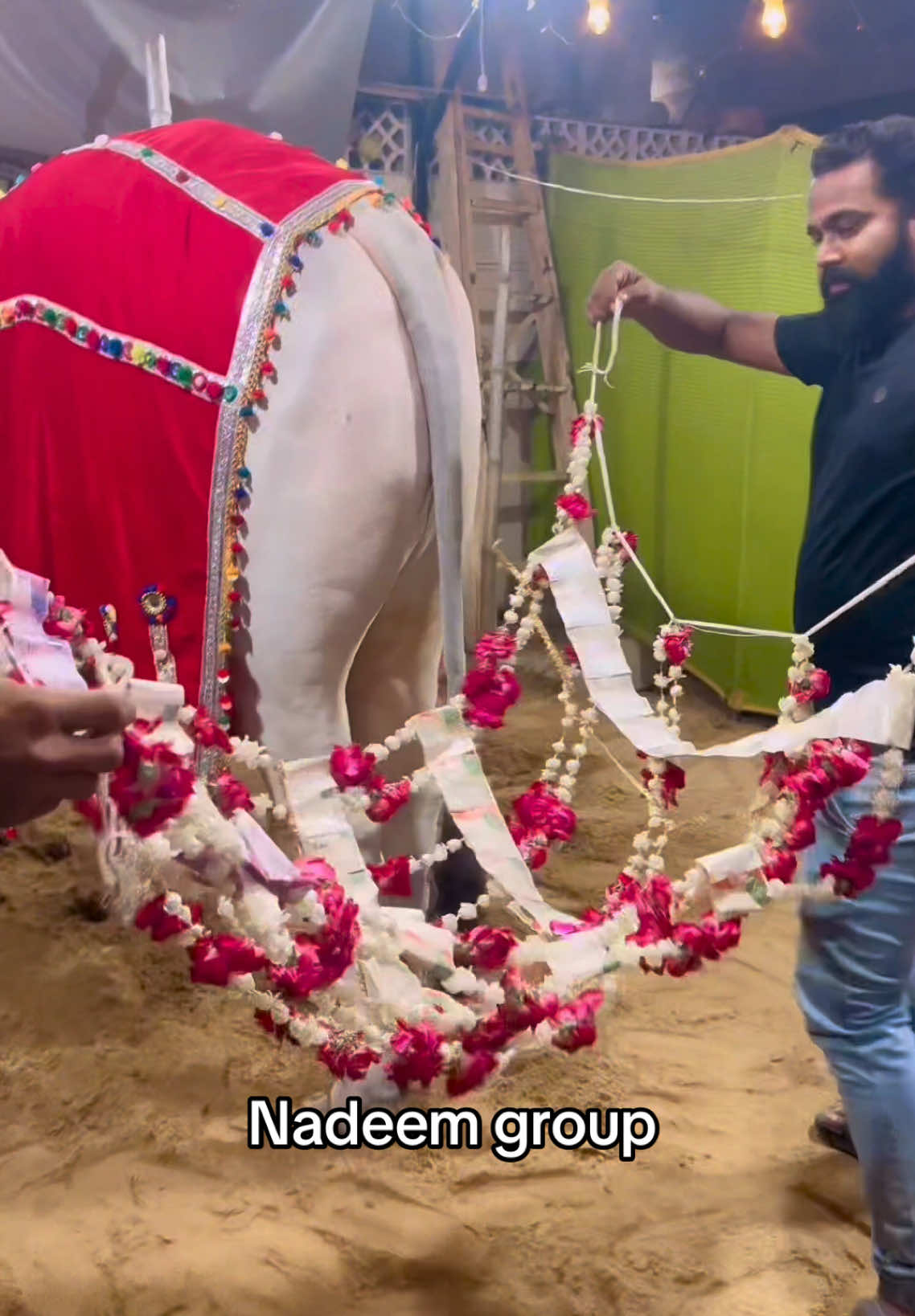@Karachi Bull lovers