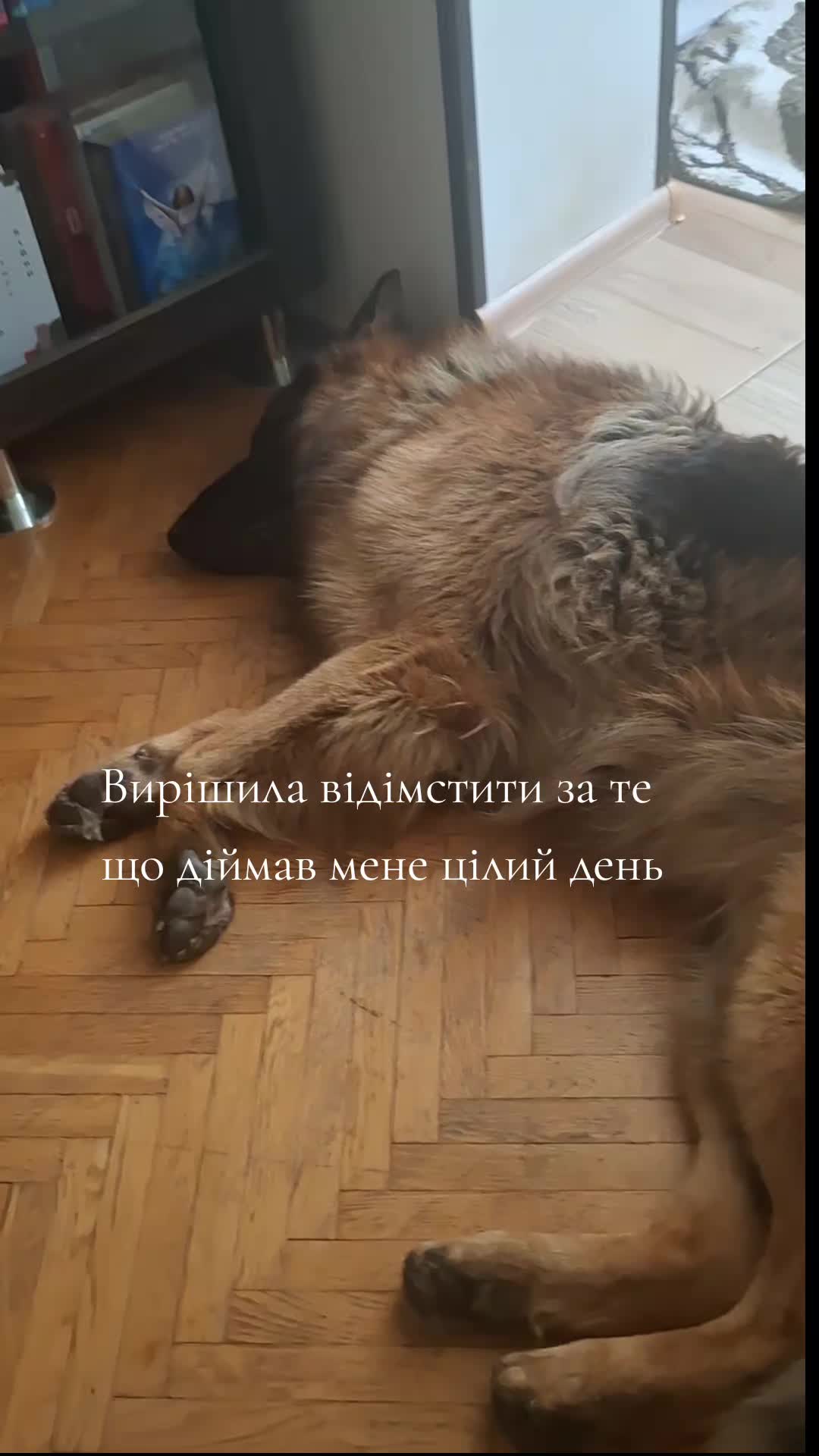 @МАТЬ ДРАКОНІВ🤣