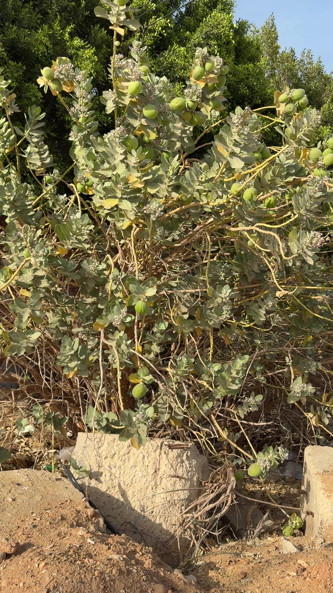 @يوميات مواطن مصري 🇪🇬