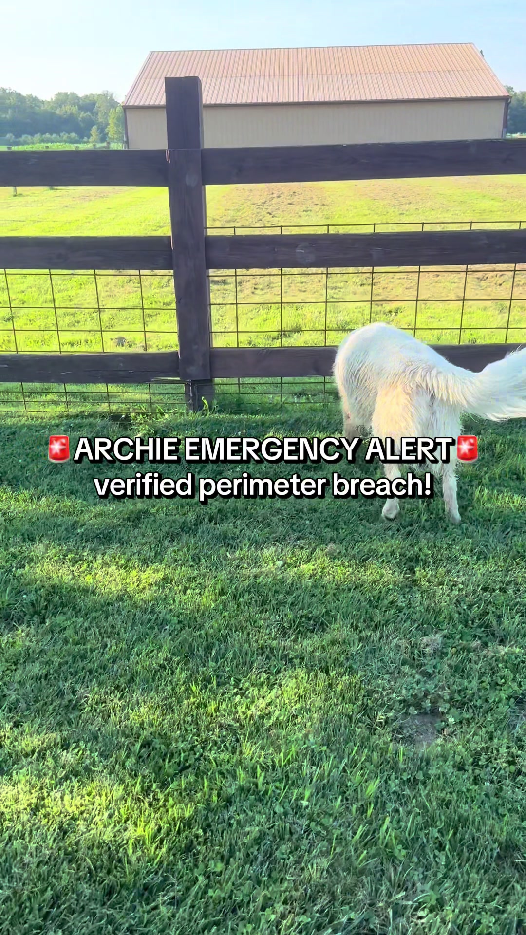 @archie.and.the.egg