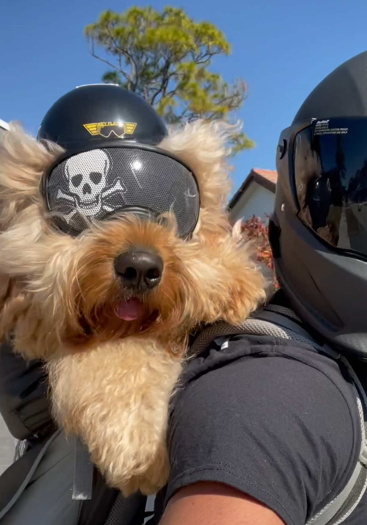 @Brodie The Goldendoodle