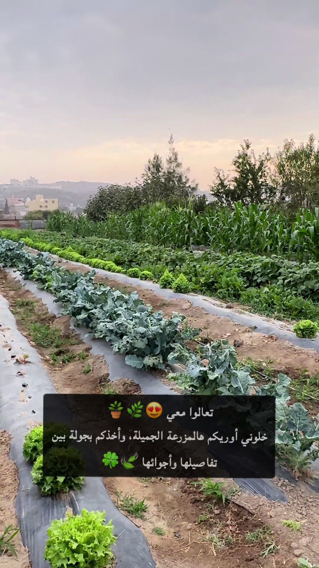 @حكيمه العنزي