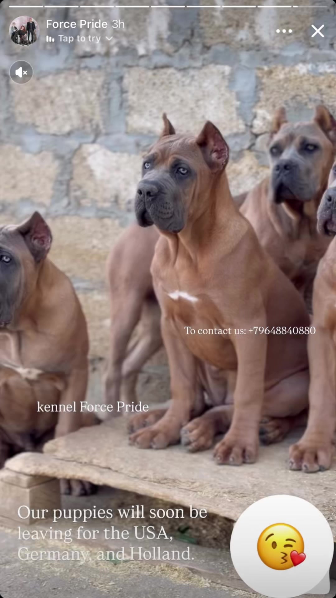 @AandMCaneCorsos