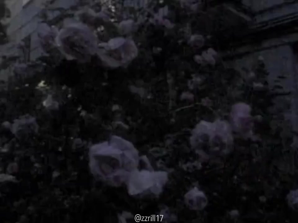 @zzrill17🐈&zwj;⬛