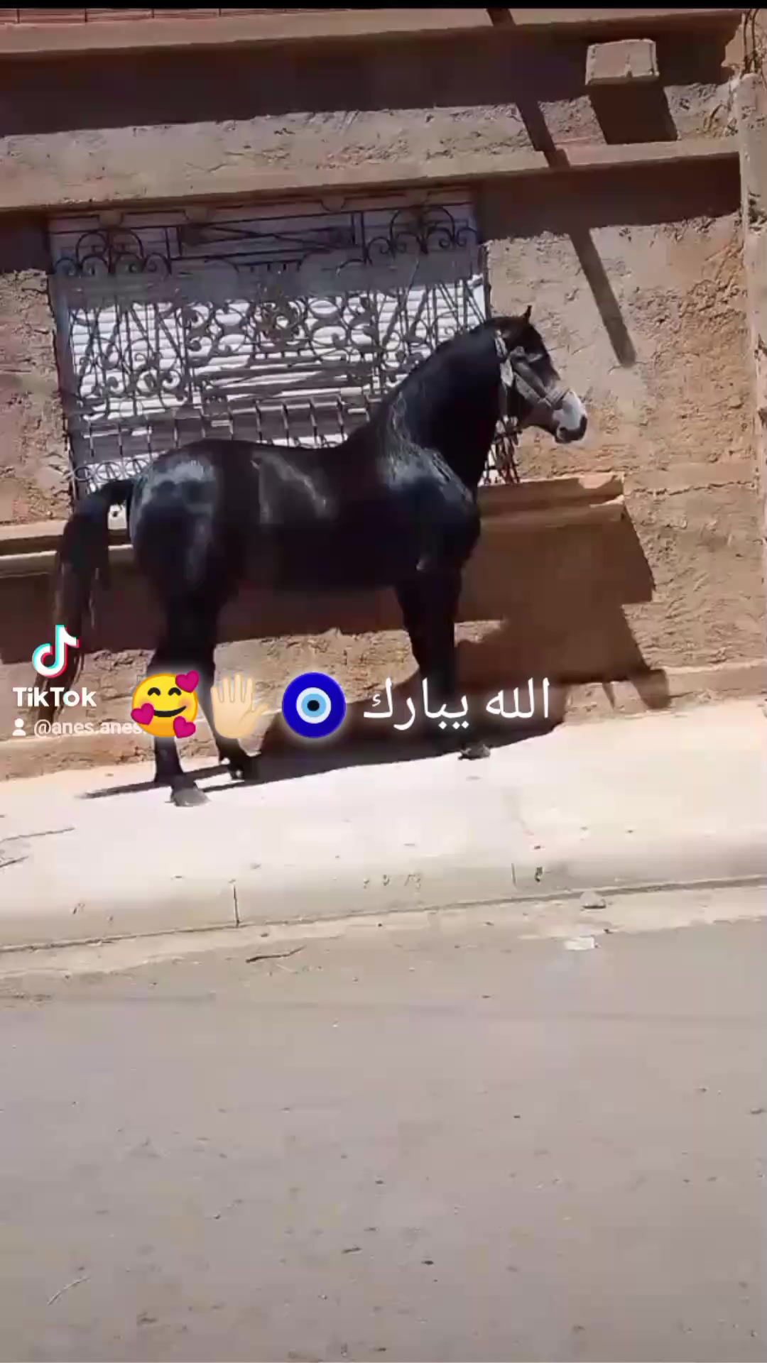 @🔱 𝓐𝓷𝓮𝓼 𝓬𝓱𝓲𝓽𝓪𝓷𝓪💰🐺
