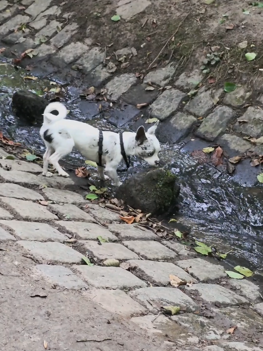 @Jerry_Coby_Chihuahua