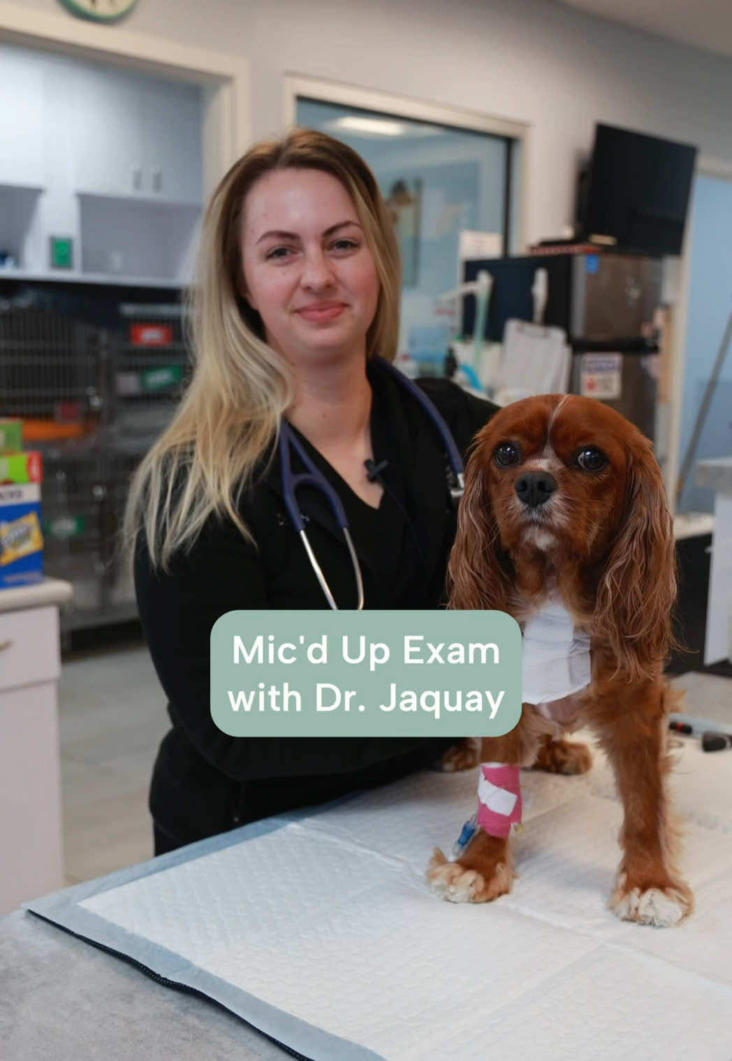 @Southeast Veterinary Neurology