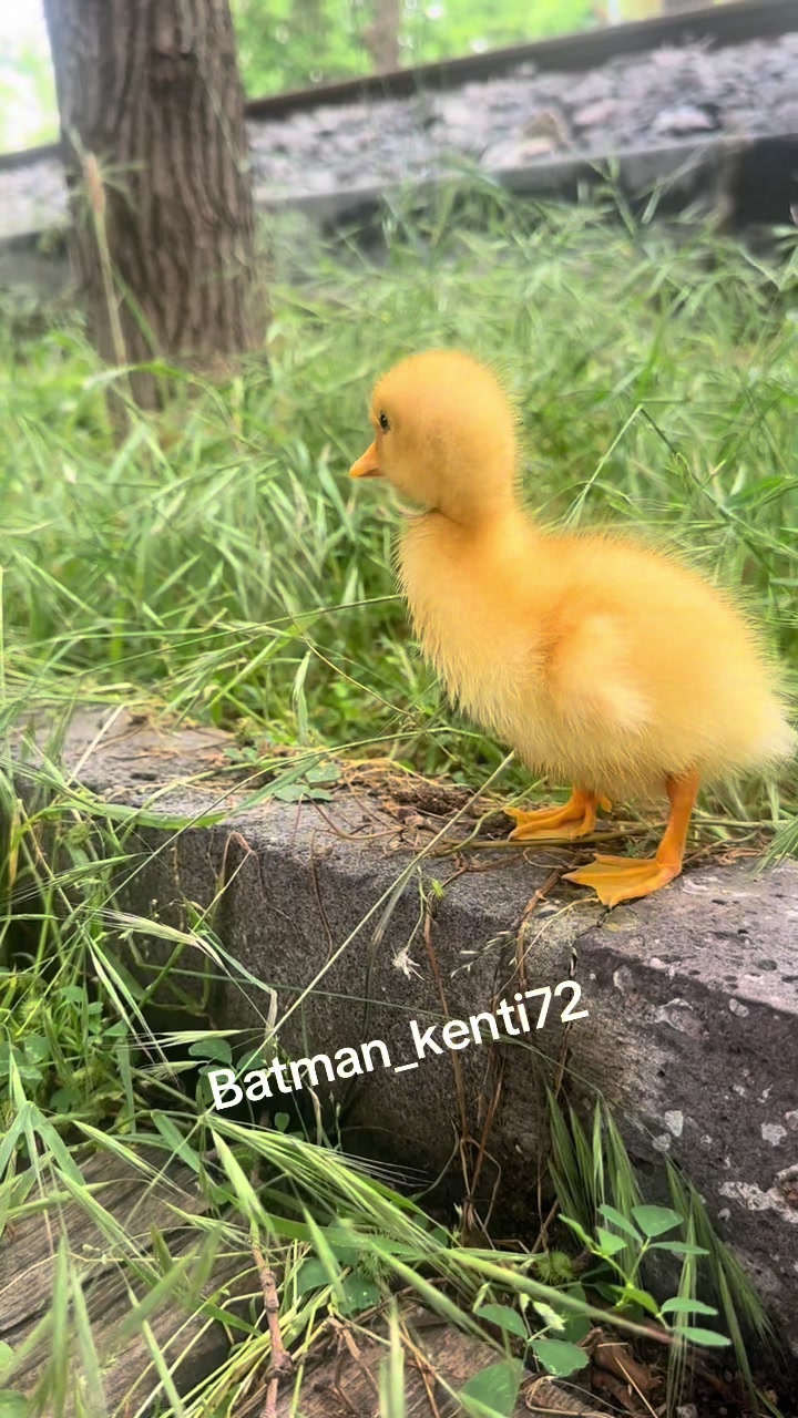 @Batman_kenti72