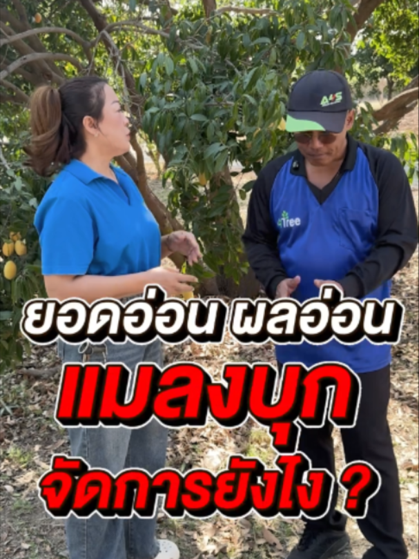 @4Tree A4S Thailand
