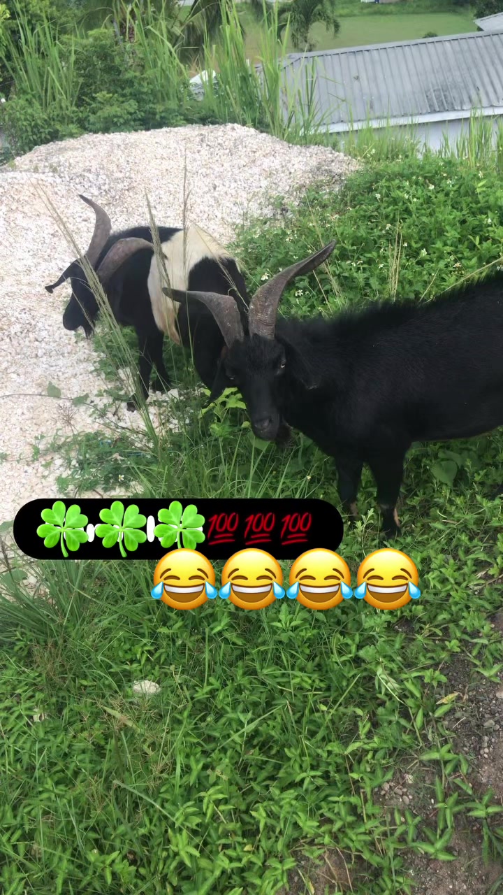 @40ball666