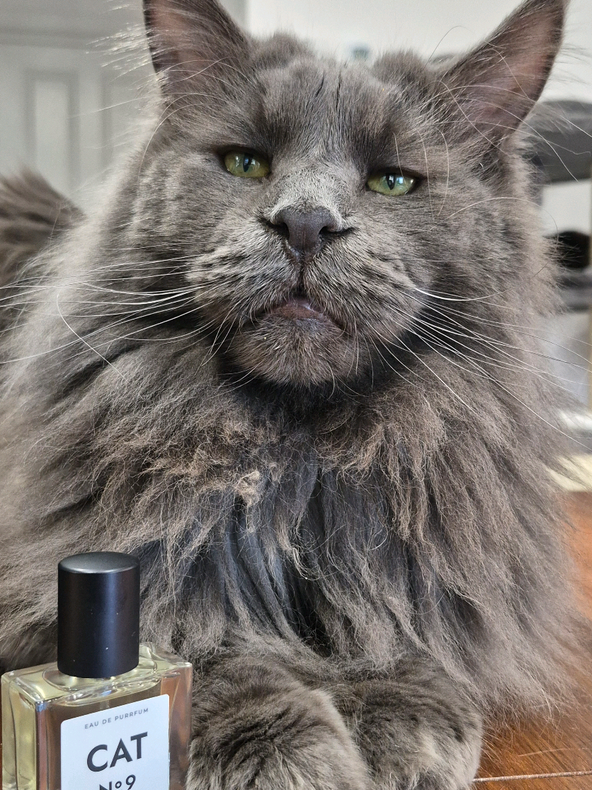 @Ragnar the Maine Coon 🐈
