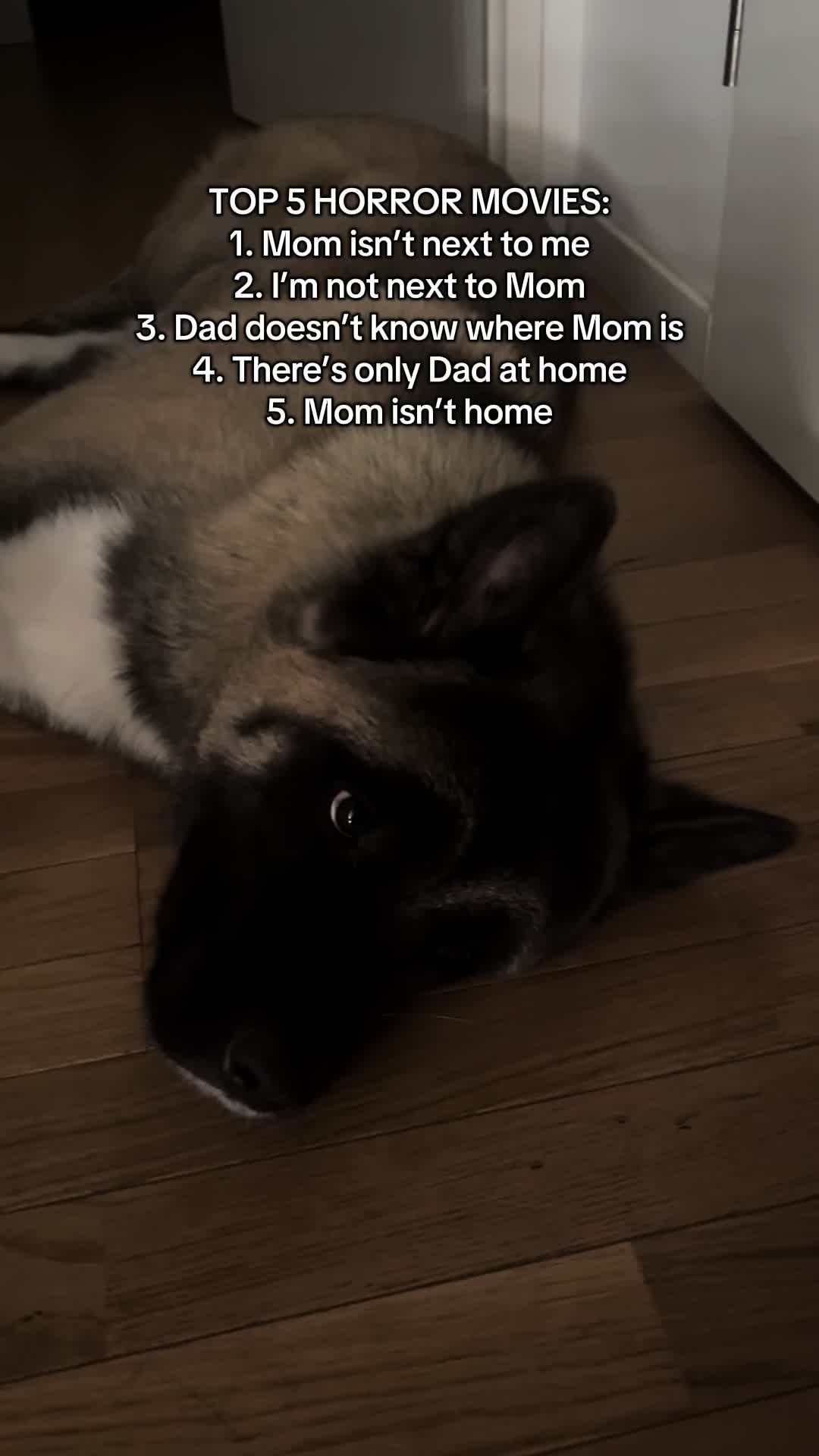 @Buffy_American_Akita