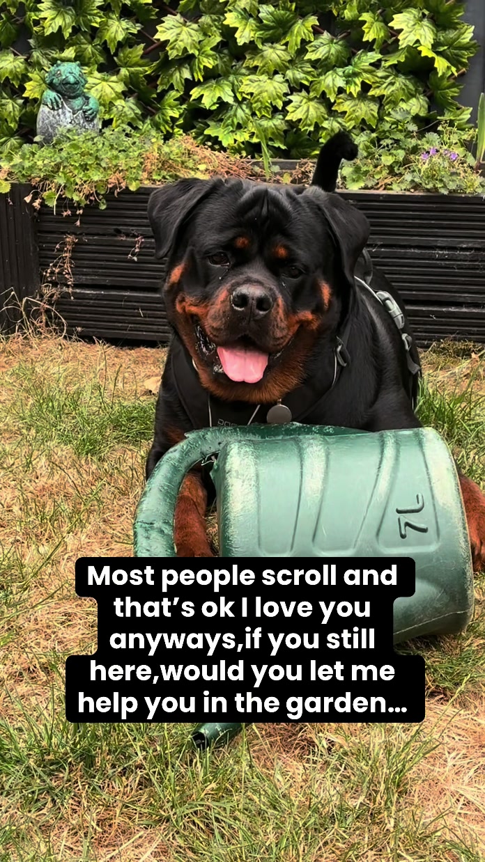 @❤️Rottiexena❤️Rottweiler Dog