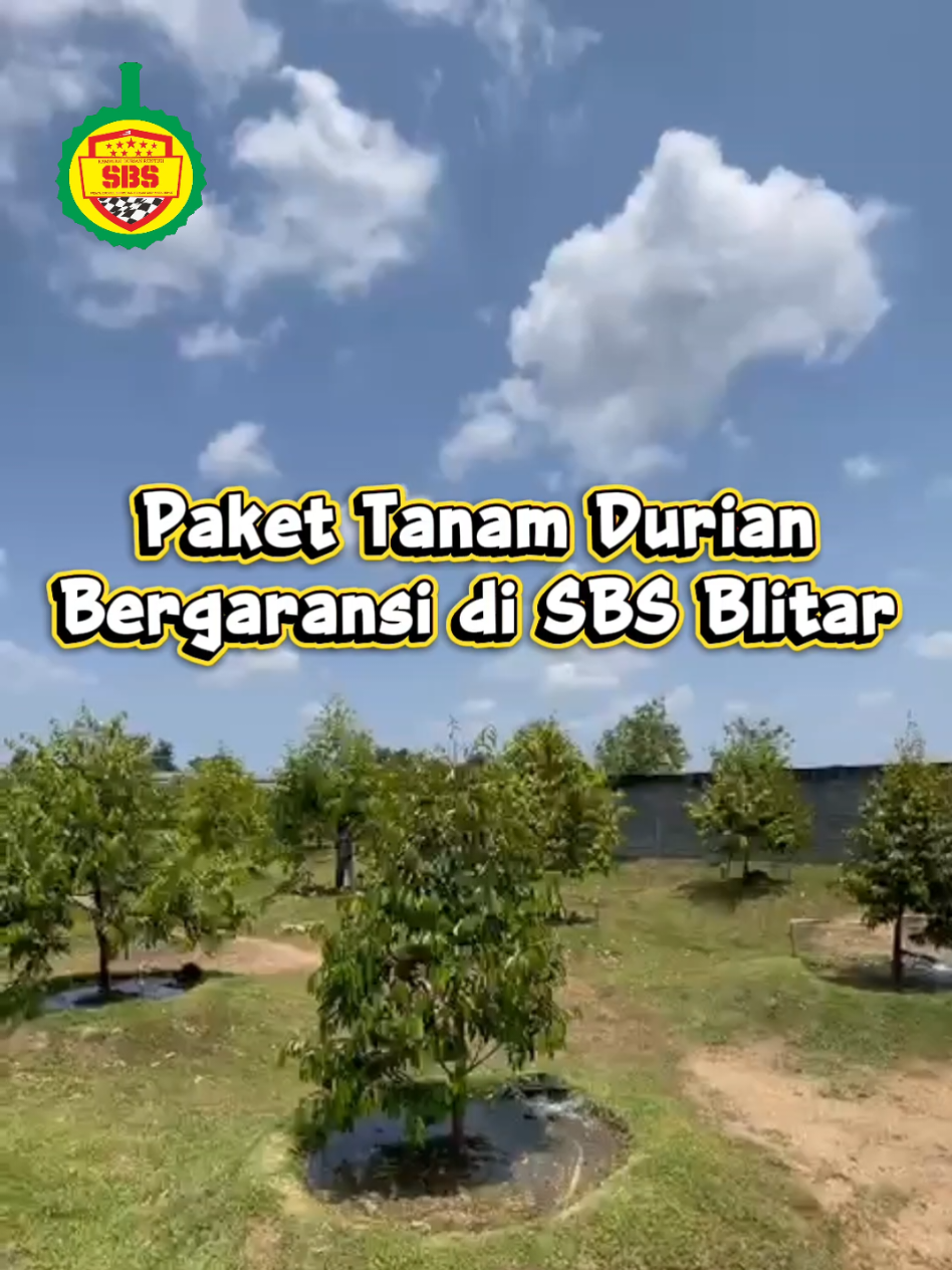 @Produksi Buah_SBS