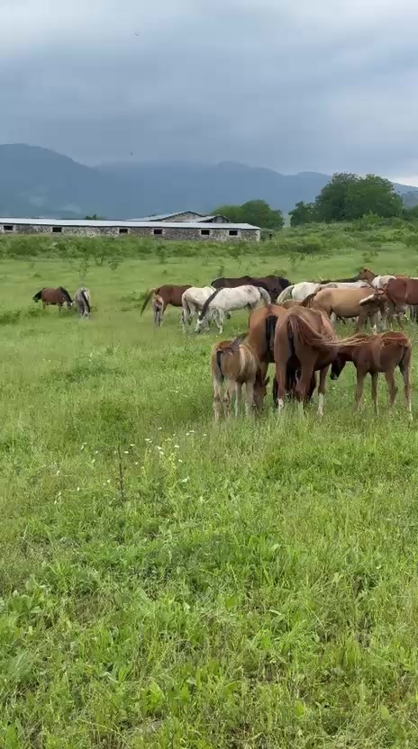 @Cefer_Qarabağlı