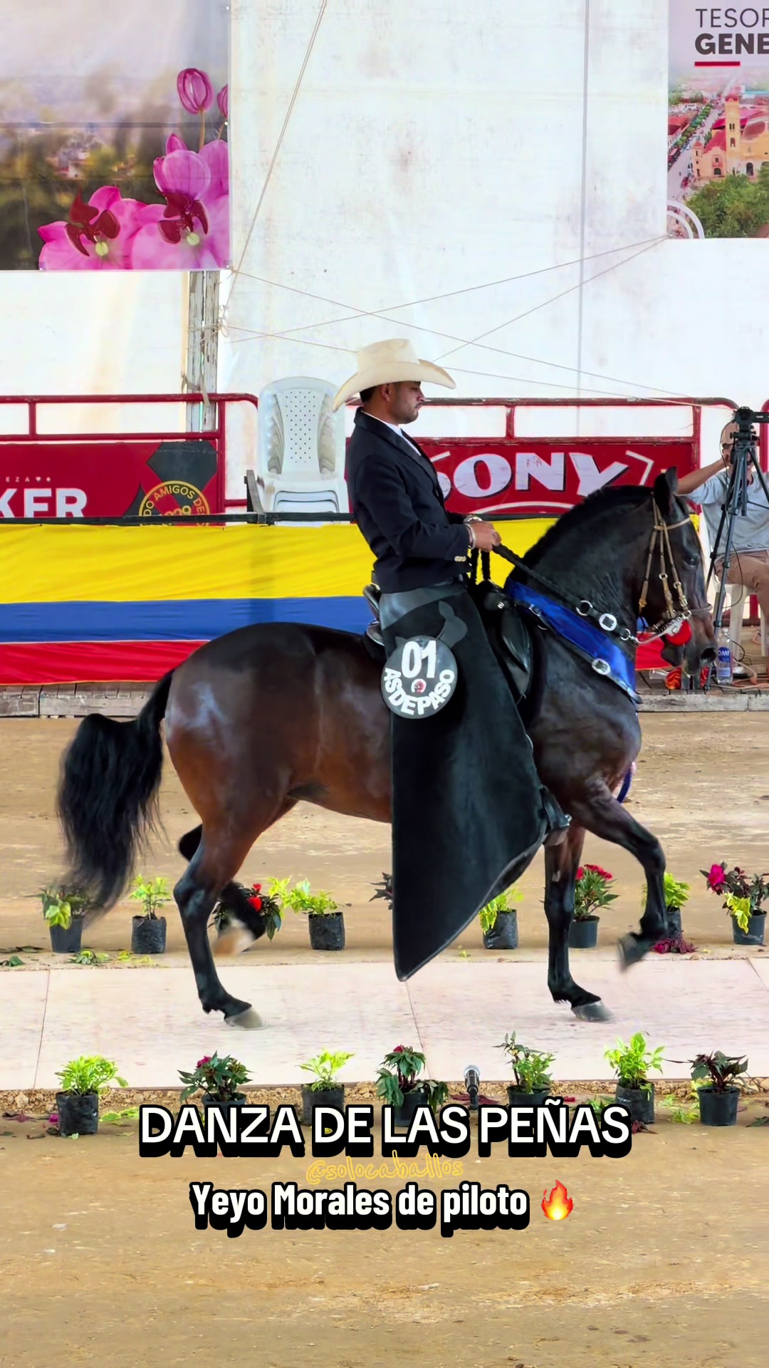 @Solo Caballos