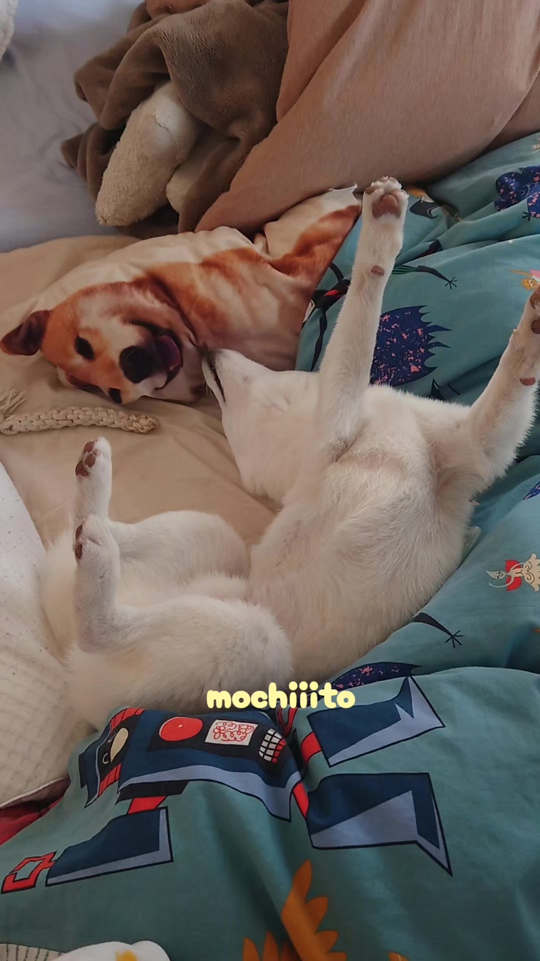 @Mochimaru
