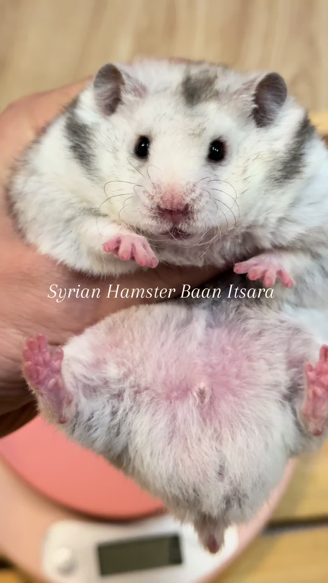 @Itsara Hamster