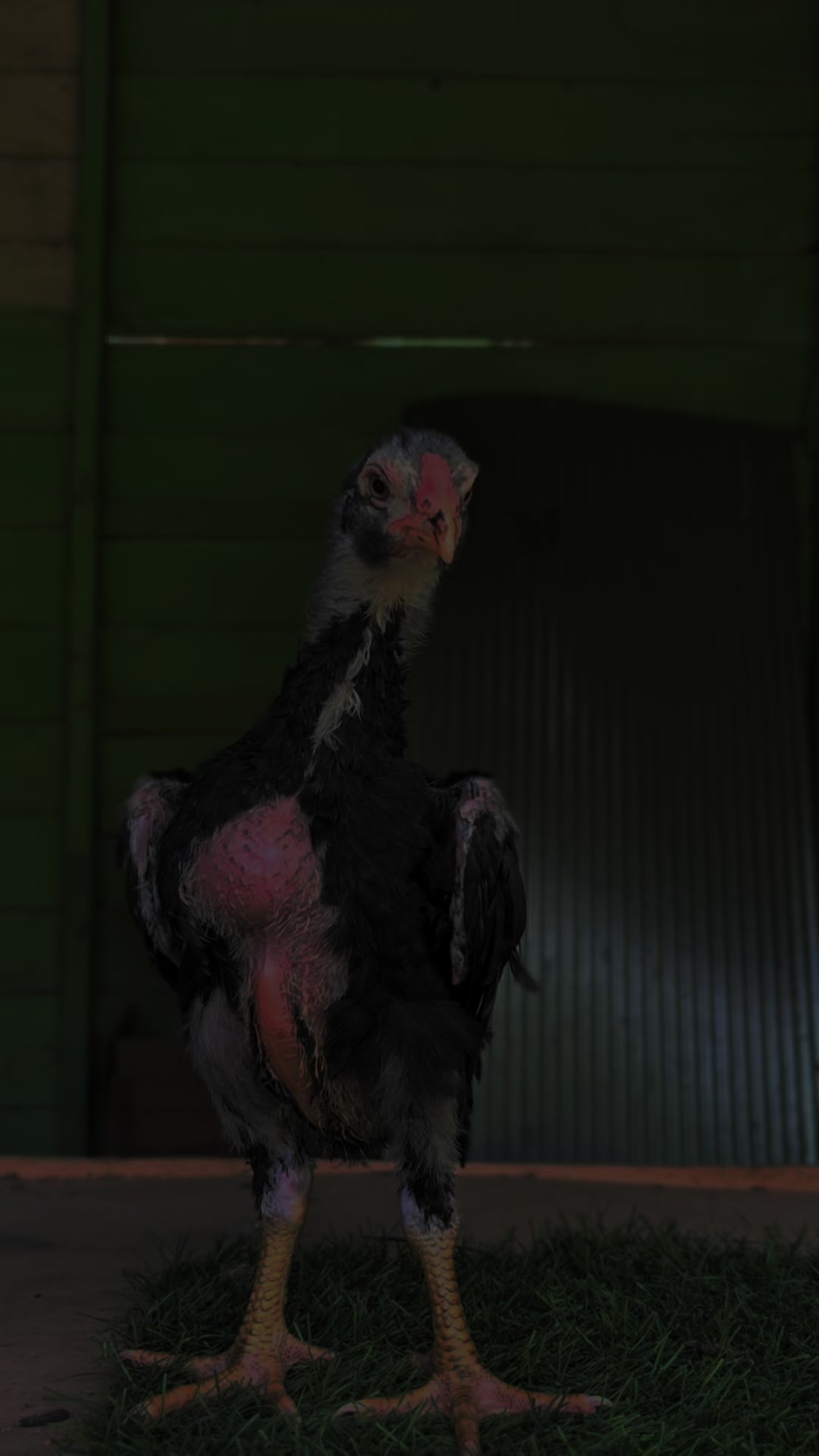 @PUANGFARM
