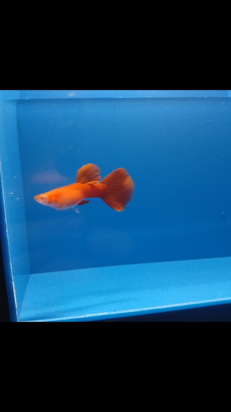 @Ga Guppy Farm