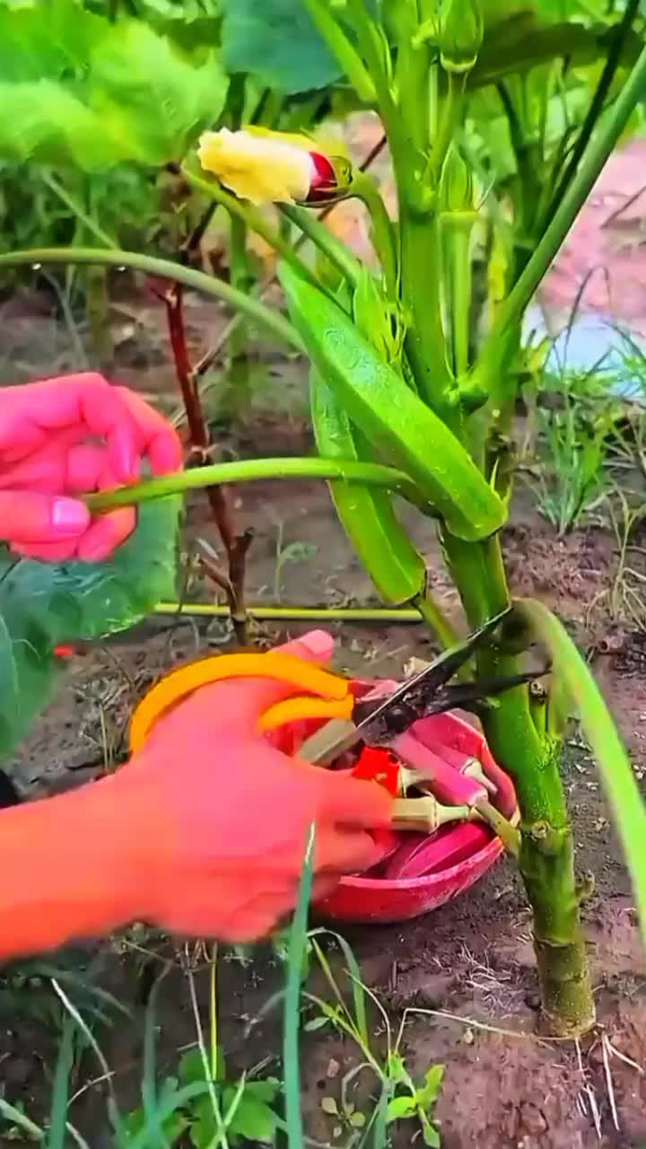 @◉‿◉