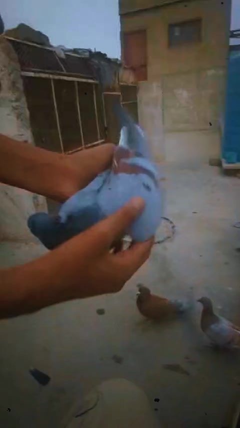 @Imran Muhajir 👑🇵🇰